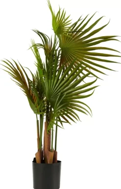 Areca Palmeira Verde