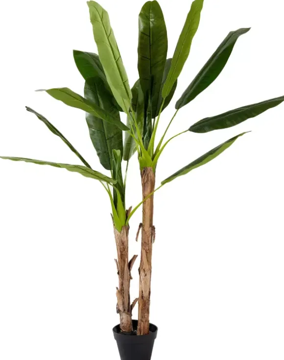 Banana Bananeira Verde