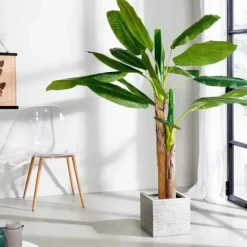 Banana Bananeira Verde