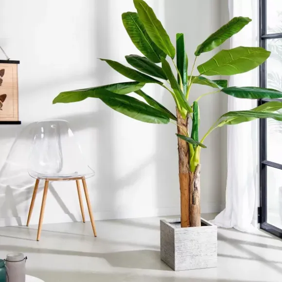 Banana Bananeira Verde