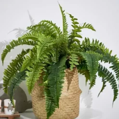 Boston Sambaia Verde