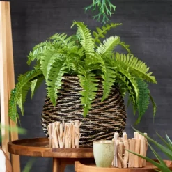 Boston Sambaia Verde