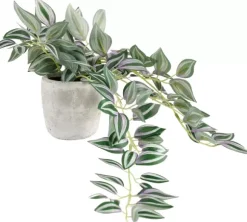 Calathea Planta Pendente Cinzento, Verde, Roxo