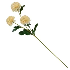 Chrysanthemum Bege
