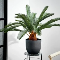 Cycas Palmeira Verde