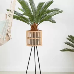 Cycas Palmeira Verde