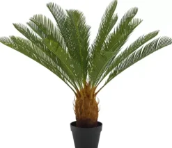 Cycas Palmeira Verde