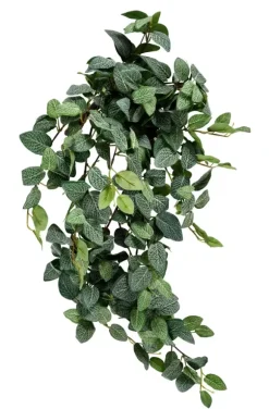 Fittonia Grinalda De Folhas Verde