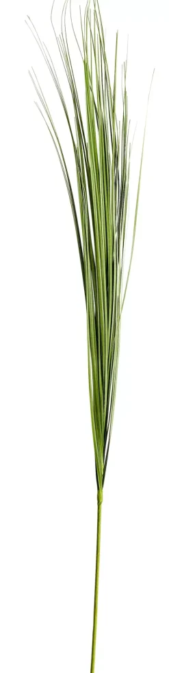 Grass Feixe De Relva