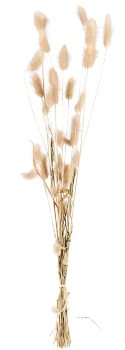 Lagurus Lagurus Natural