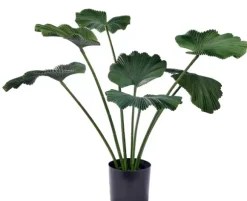 Lotus Planta Verde
