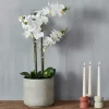 Orchid Orqu Dea Em Vaso Branco