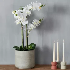 Orchid Orqu Dea Em Vaso Branco