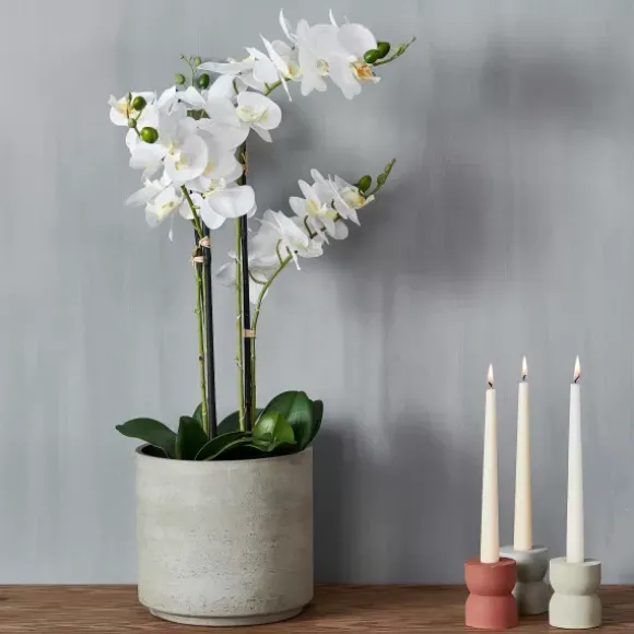 Orchid Orqu Dea Em Vaso Branco