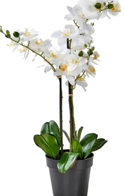 Orchid Orqu Dea Em Vaso Branco