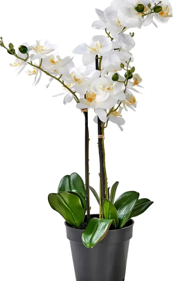 Orchid Orqu Dea Em Vaso Branco