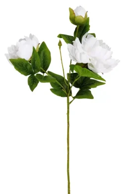 Peony Peonia Branco