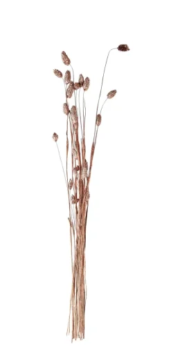 Phalaris Relva Decorativa Acobreado