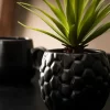 Pina Planta Anan S Em Vaso Preto