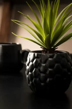 Pina Planta Anan S Em Vaso Preto