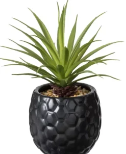 Pina Planta Anan S Em Vaso Preto