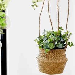 Terra Planta Em Vaso Branco, Verde