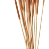 Typha Canas Conjunto De 15 Natural