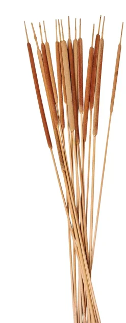 Typha Canas Conjunto De 15 Natural